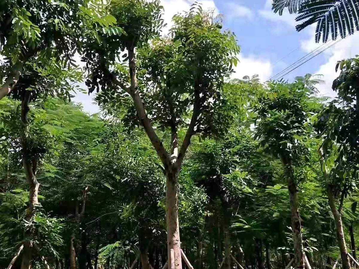桃花心木