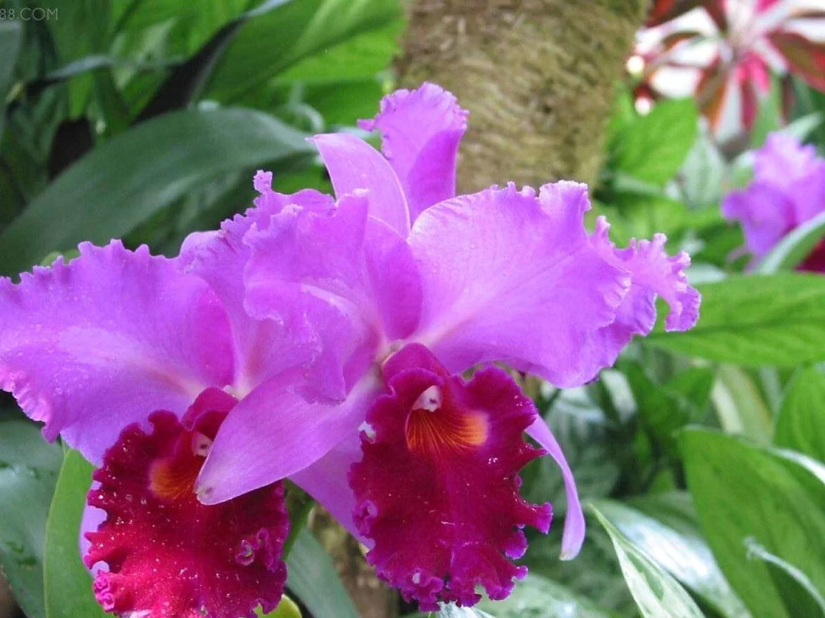 坎涂花