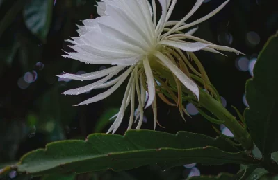 世界上花期最短的花，不是按天算的，是按小时