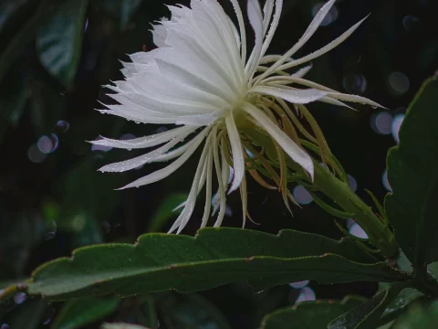 世界上花期最短的花，不是按天算的，是按小时