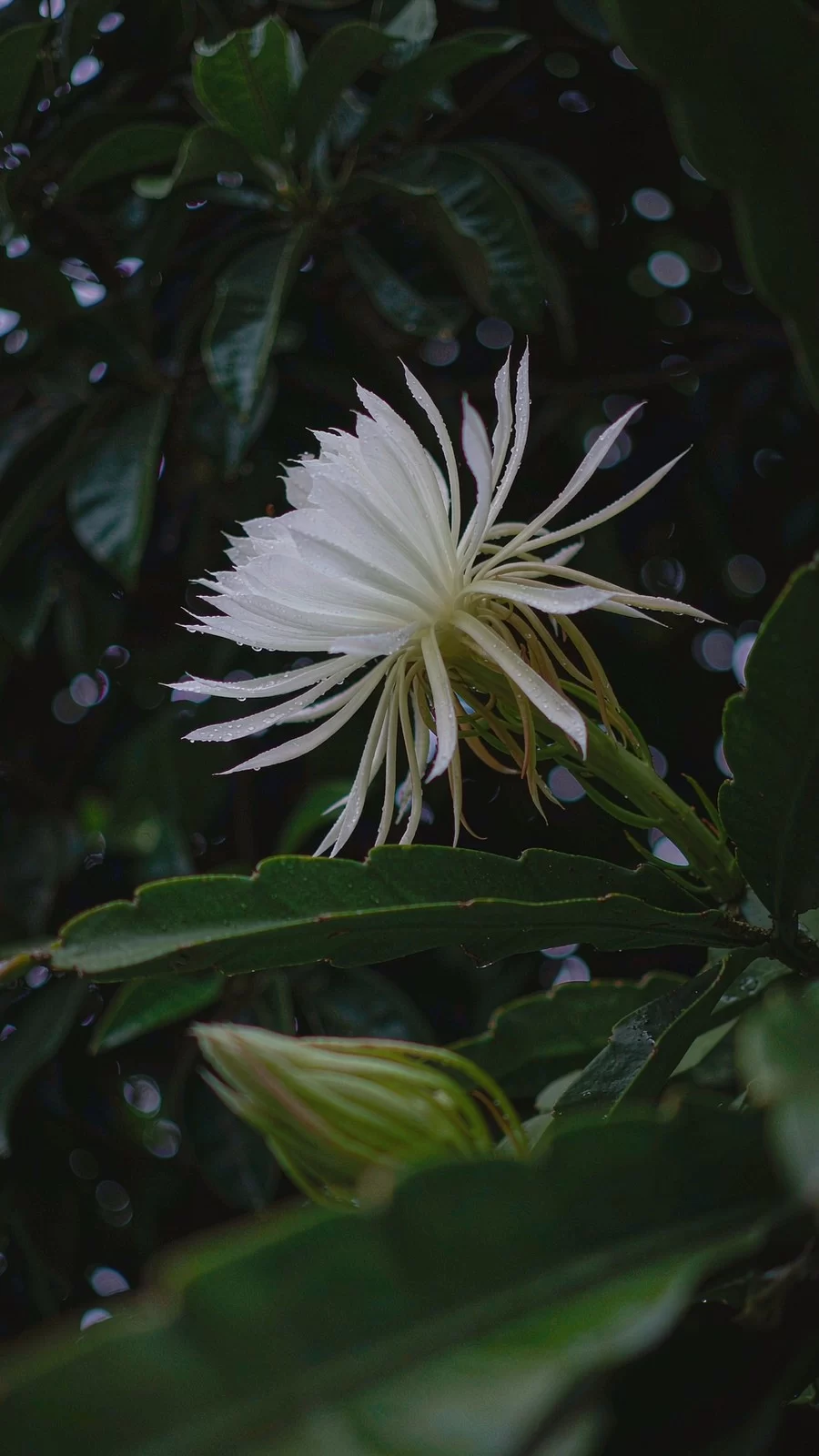 昙花夜间开放