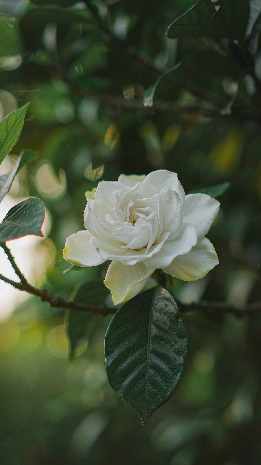 栀子花