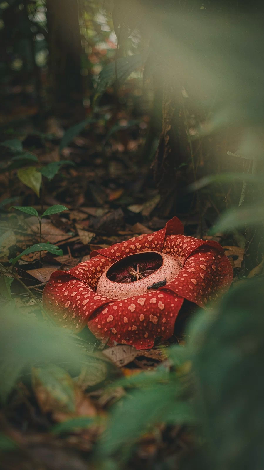 大王花