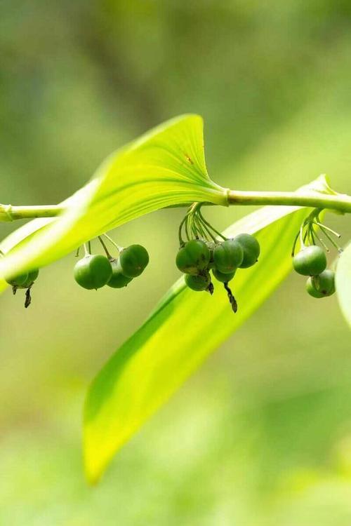 黄精的种植方法和注意事项