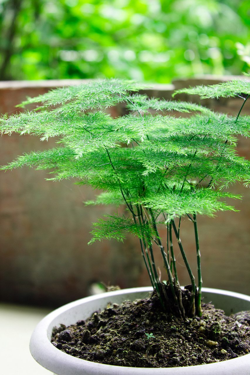 文竹的种植方法和注意事项