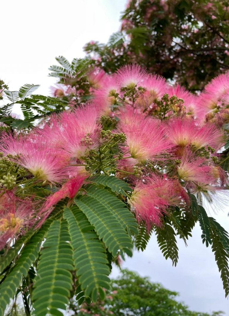 合欢的种植方法和注意事项