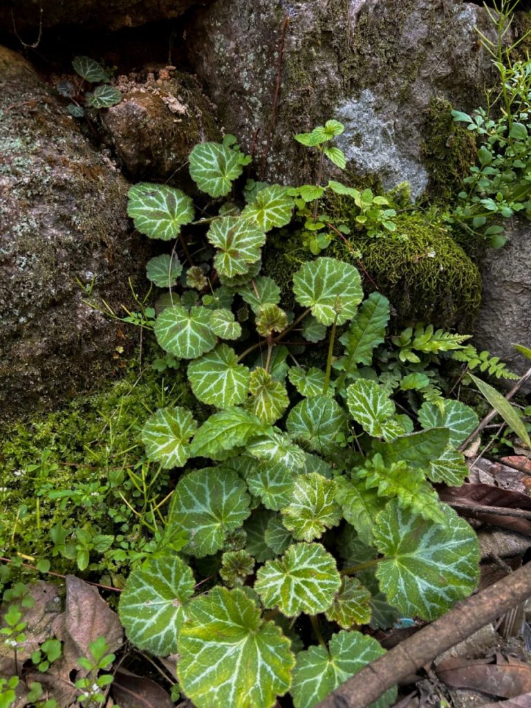 虎耳草的种植方法和注意事项