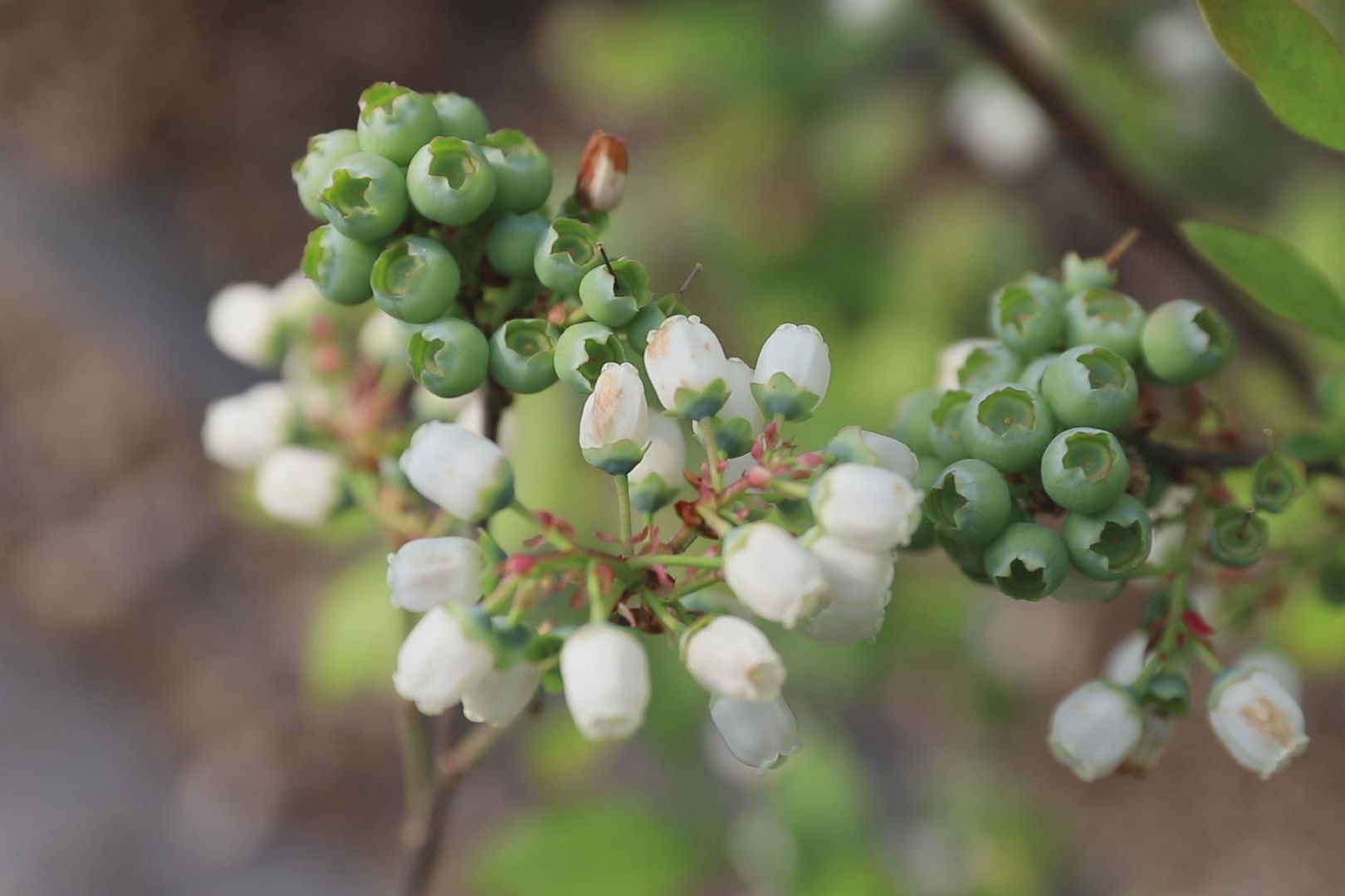 蓝莓什么时候开花结果?种植技巧与成熟期全解析