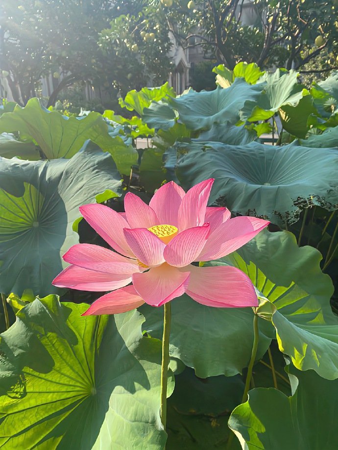 莲花是什么季节开的？