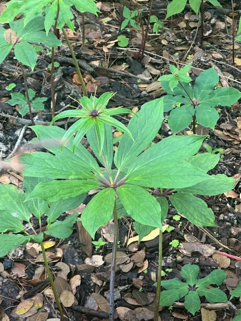 探秘自然馈赠：十种适合在树下种植的中草药