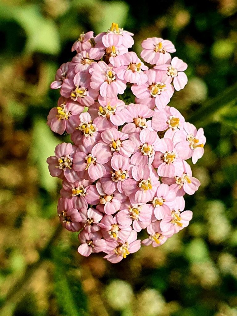 蓍草种植全攻略：千年灵草的现代栽培之道