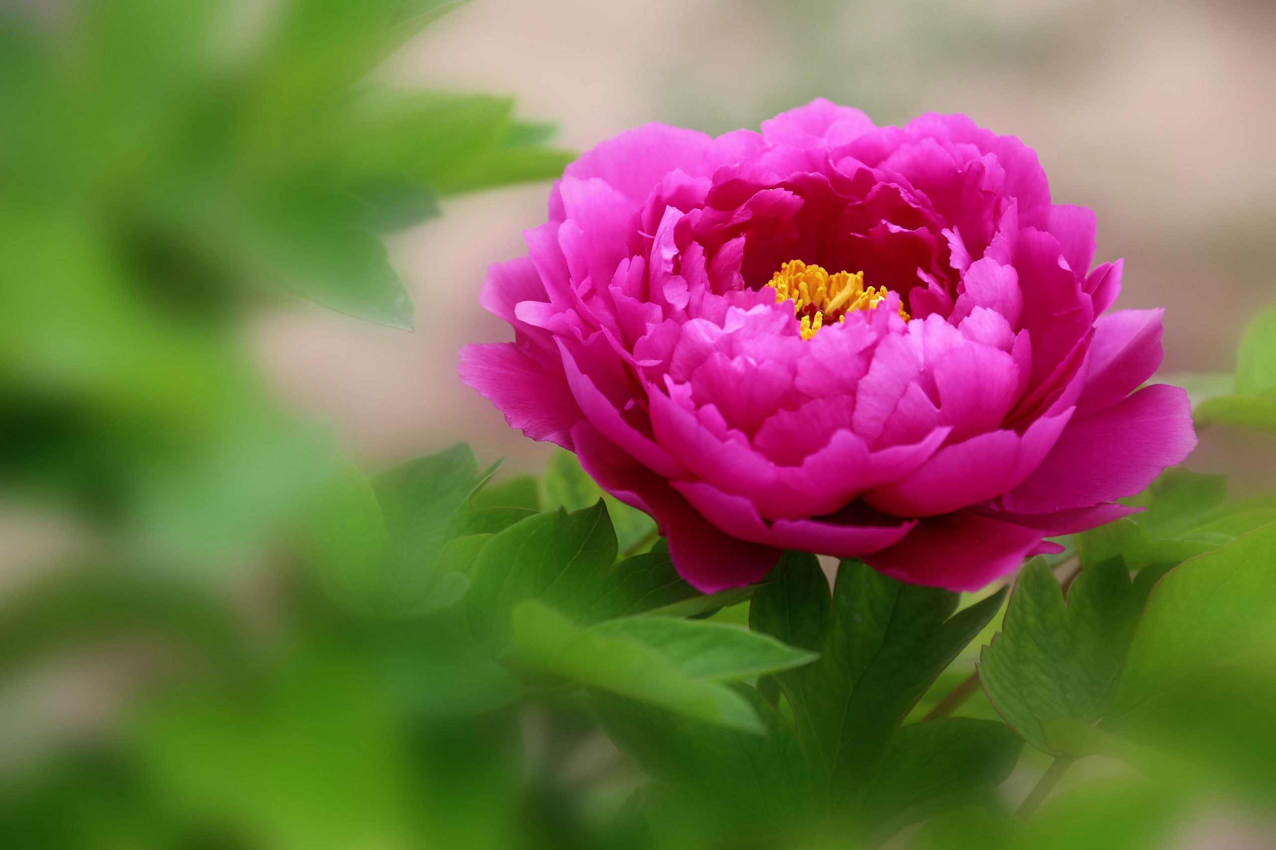 牡丹什么时间种植最好？科学掌握季节与技巧，打造国色天香