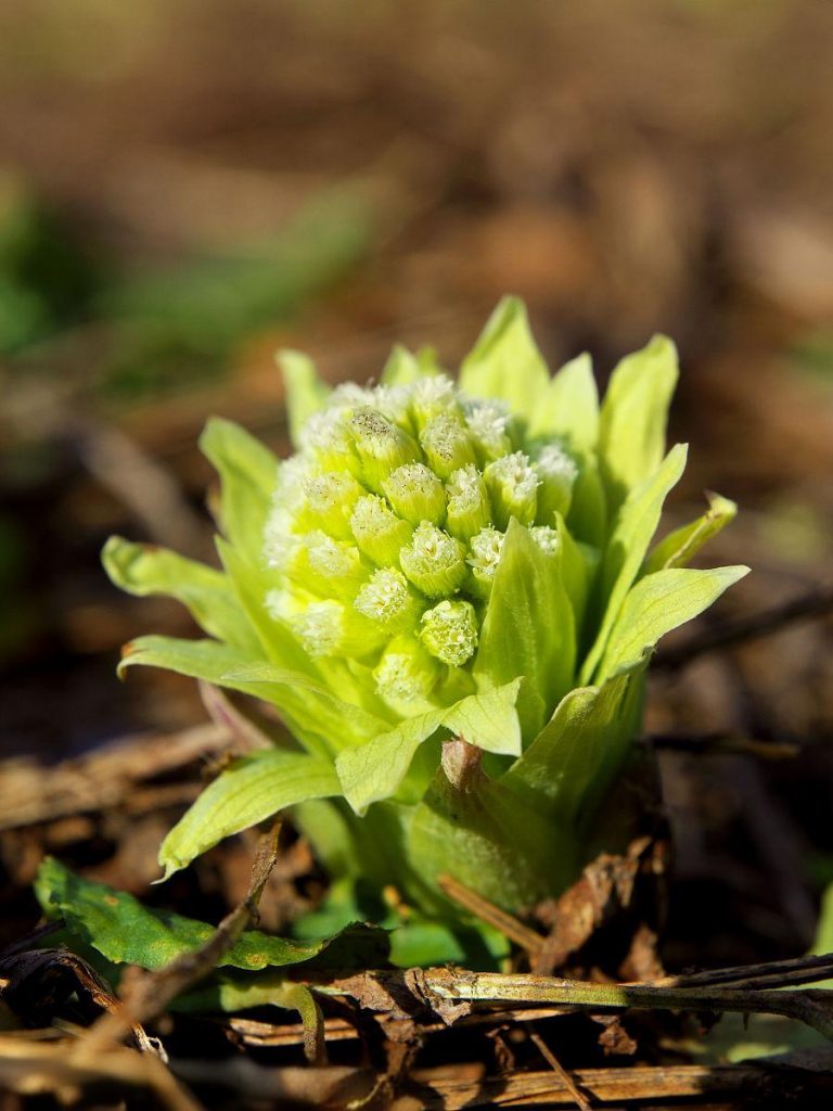 蜂斗菜种植指南｜从选苗到采收，手把手教你种出肥嫩“山野菜王”