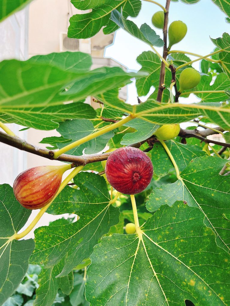 无花果树适合种植的地区及环境条件解析