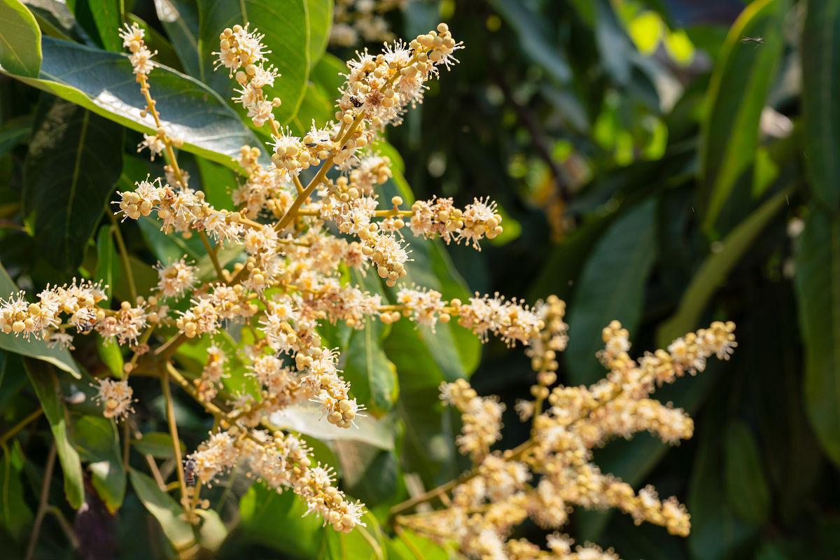 龙眼什么时候开花?