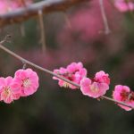 武汉市市花：梅花——傲雪凌霜的江城之魂