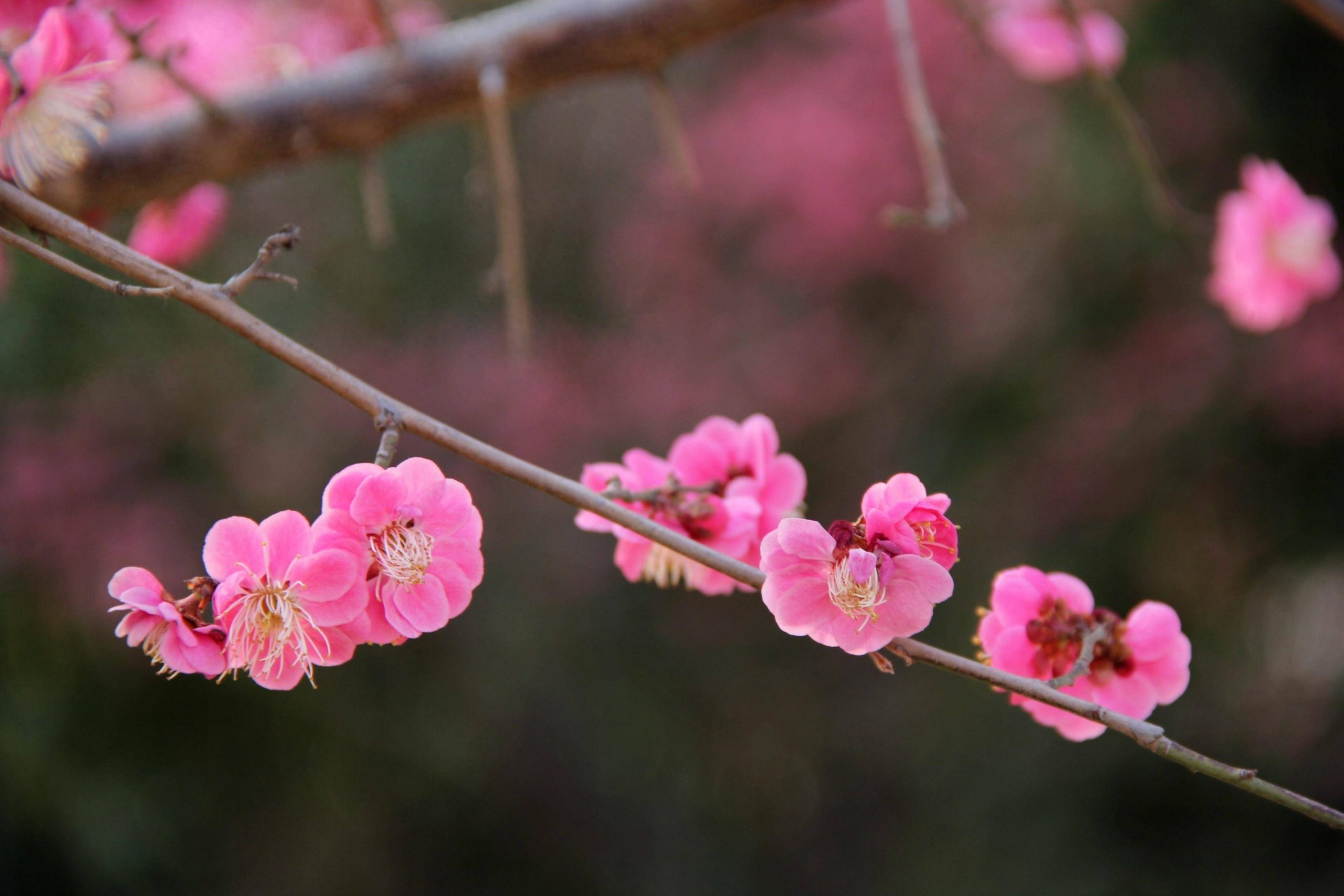 武汉市市花：梅花——傲雪凌霜的江城之魂