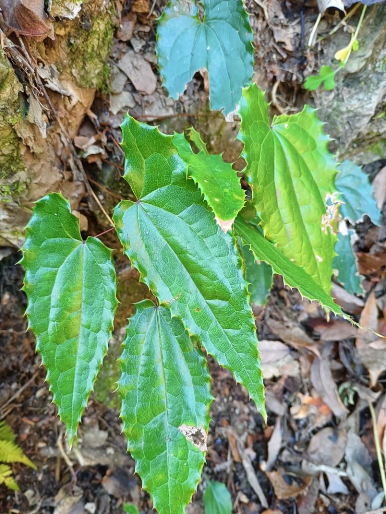 淫羊藿的种植方法和注意事项